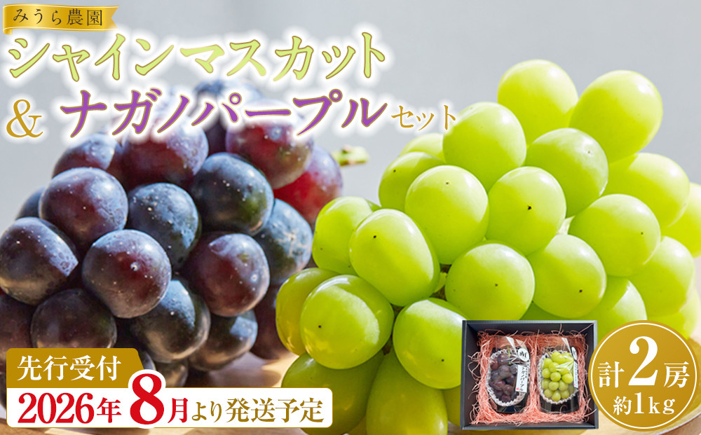 【2026年発送分先行予約】シャインマスカット／ナガノパープル&nbsp;セット（各1房・計2房&nbsp;約1kg）【2026年9月上旬以降順次】｜シャインマスカット&nbsp;ナガノパープル&nbsp;ぶどう&nbsp;葡萄&nbsp;宮城県角田市&nbsp;フルーツ&nbsp;果物&nbsp;セット