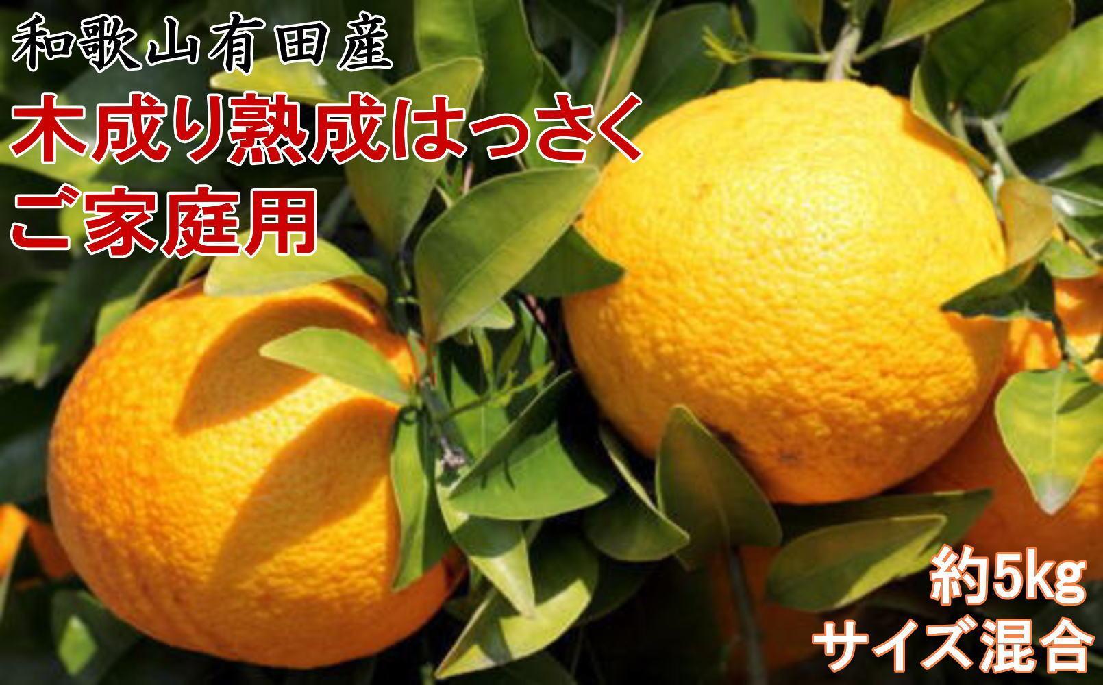 ★2026年3月下旬より発送★&nbsp;ご家庭用&nbsp;こだわりの和歌山有田産木成り熟成さつき八朔&nbsp;約5kg&nbsp;サイズ混合