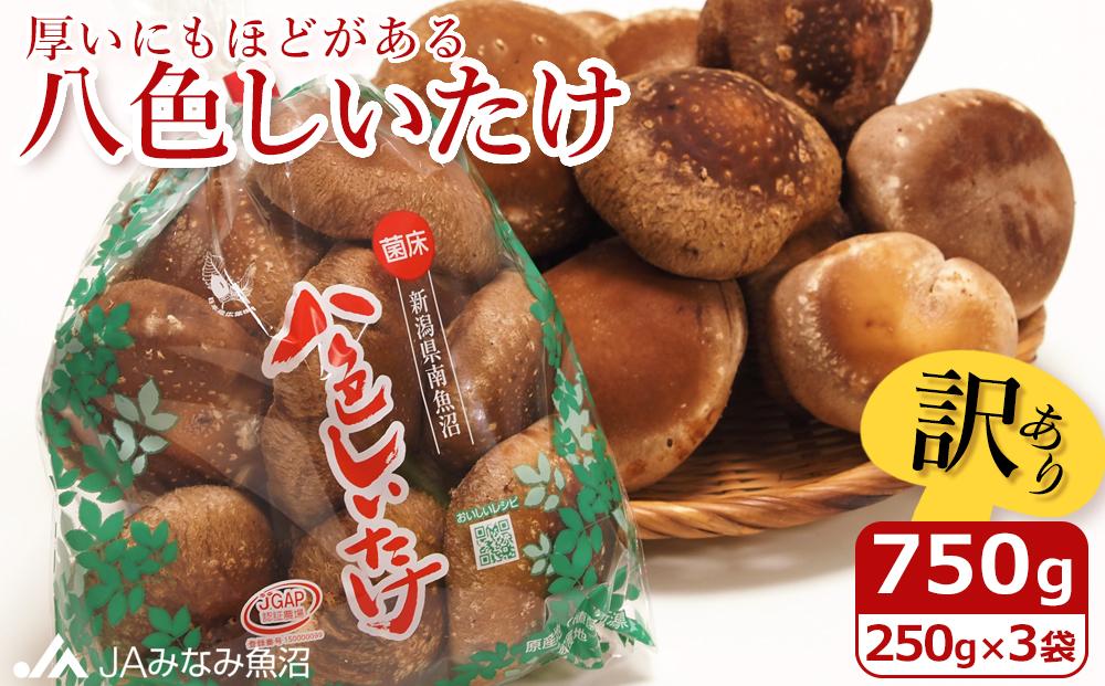 【家庭用】厚いにもほどがある「八色しいたけ」750g（250g×3袋）訳あり 不ぞろい 農家応援
