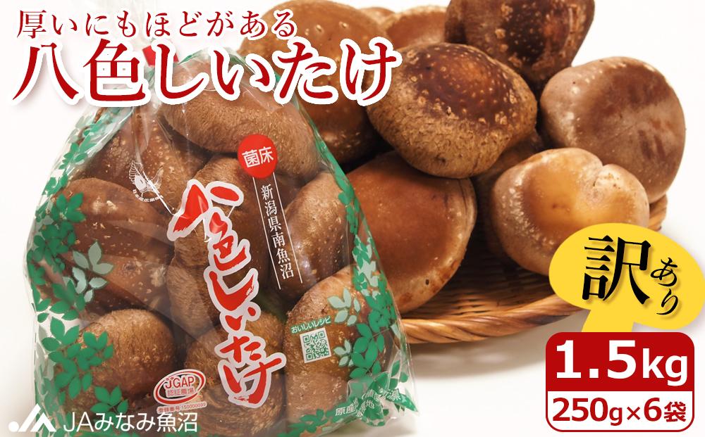 【家庭用】厚いにもほどがある「八色しいたけ」1.5kg（250g×6袋）訳あり 不ぞろい 農家応援