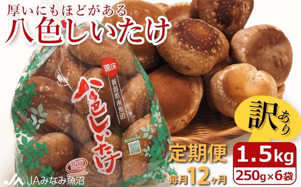 【JAみなみ魚沼定期便】家庭用「八色しいたけ」（1.5kg×全12回）&nbsp;訳あり&nbsp;不ぞろい&nbsp;農家応援&nbsp;厚いにもほどがある