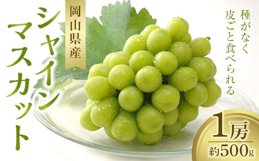 シャインマスカット 1房 約500g【数量限定300セット】【シャインマスカット シャイン マスカット 葡萄 ぶどう フルーツ 果物 数量限定 岡山県 おすすめ 人気 新鮮】