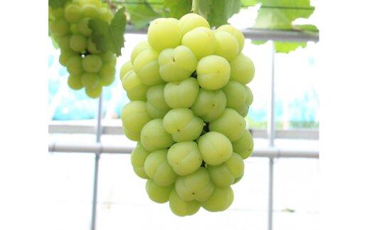 桃太郎ぶどう1房（約500ｇ）【数量限定200セット】【シャインマスカット シャイン マスカット 葡萄 ぶどう フルーツ 果物 数量限定 岡山県 おすすめ 人気 新鮮】