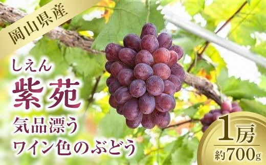 紫苑&nbsp;1房&nbsp;700g【葡萄&nbsp;ぶどう&nbsp;フルーツ&nbsp;果物&nbsp;くだもの&nbsp;数量限定&nbsp;岡山県産&nbsp;おすすめ&nbsp;人気&nbsp;新鮮】