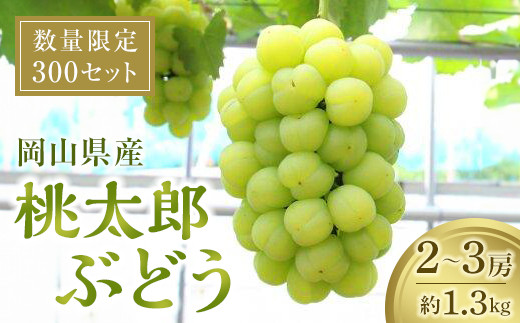 桃太郎ぶどう 1.3kg 【限定300セット】【瀬戸ジャイアンツ マスカット 葡萄 ぶどう フルーツ 果物 数量限定 岡山県 おすすめ 人気 新鮮】
