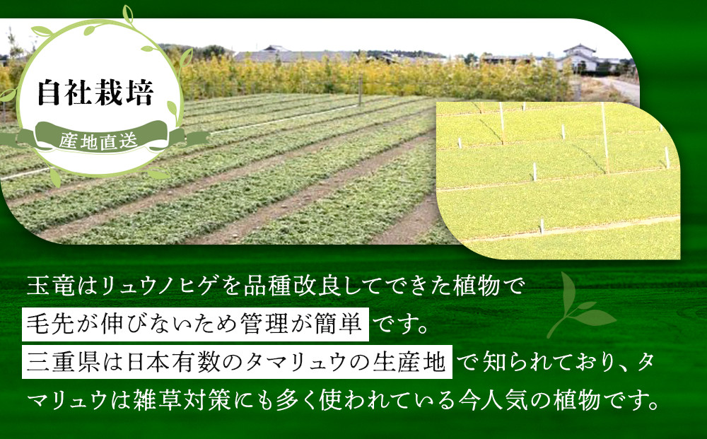 三重県鈴鹿市産 玉竜（タマリュウ）マットタイプ5枚 | JTBのふるさと 