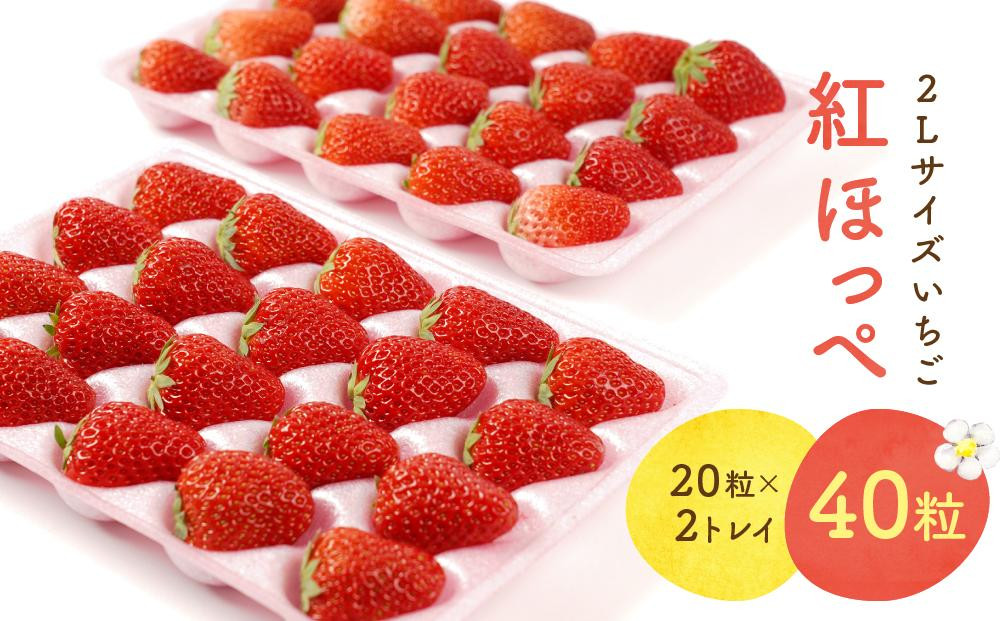 【2026年出荷の先行予約】2Lサイズ　 静岡いちご「紅ほっぺ」40粒　総重量約600ｇ　【20粒（約300ｇ）×2トレイ】 数量限定　人気　リピート多数