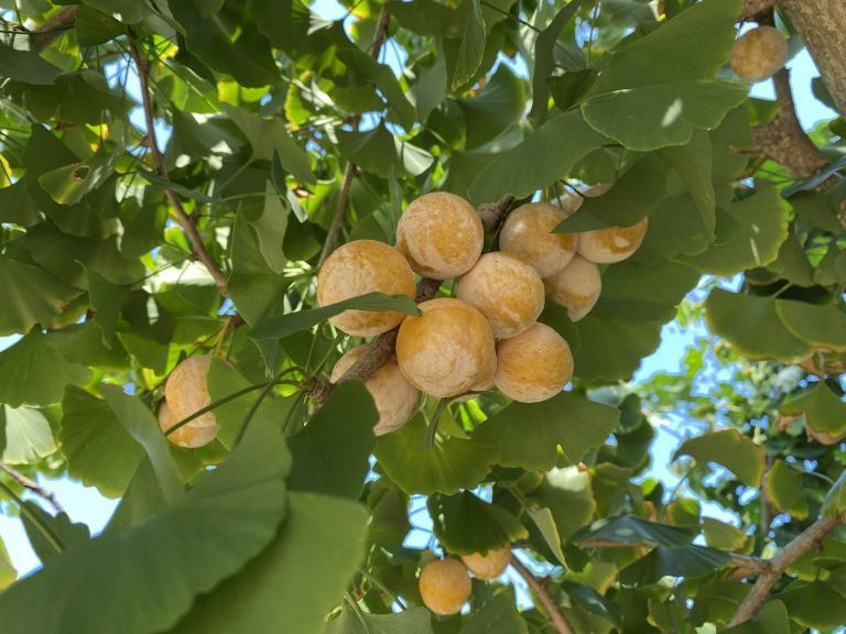 銀杏 祖父江のぎんなん 1kg ( 500g × 2箱 ) 大粒 光田農園 | JTBの
