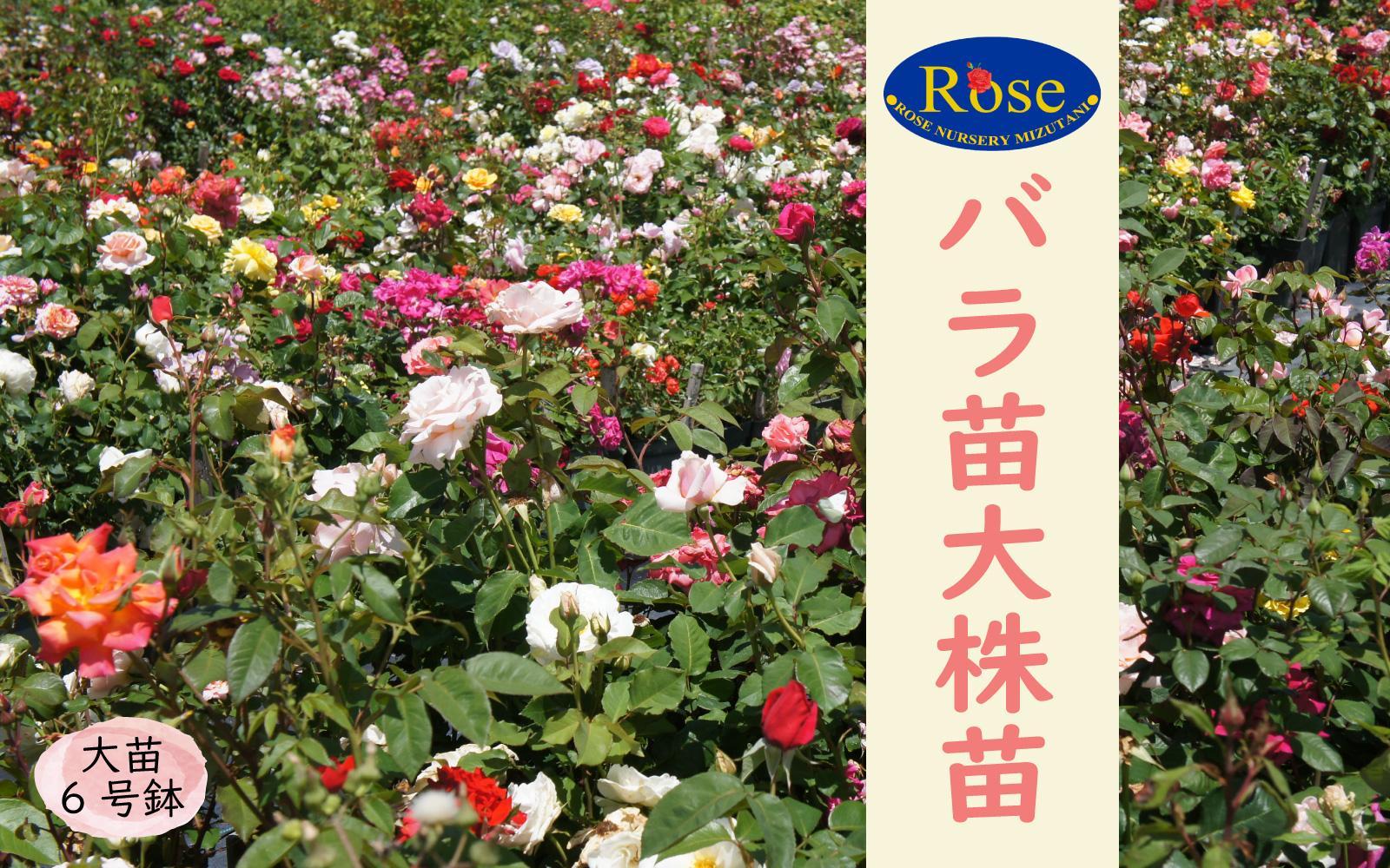 バラ苗2年大株苗　６号鉢入り　1株