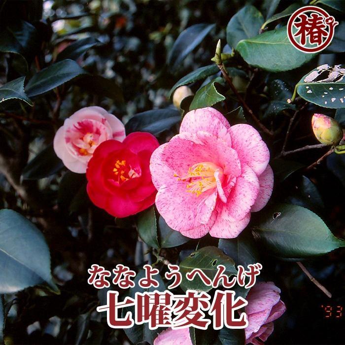 ☆究極の咲き分け椿「七曜変化」6号鉢接木開花見込み苗