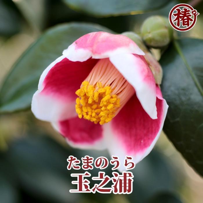 ☆椿名花「玉之浦」5号鉢開花見込み苗