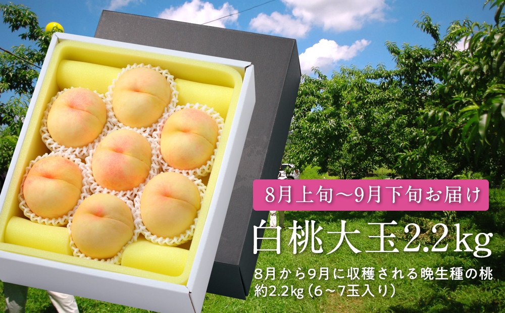 白桃大玉（晩生種）2.2kg【数量限定500セット】【白桃 桃 フルーツ 果物 数量限定 岡山県 おすすめ 人気 新鮮】