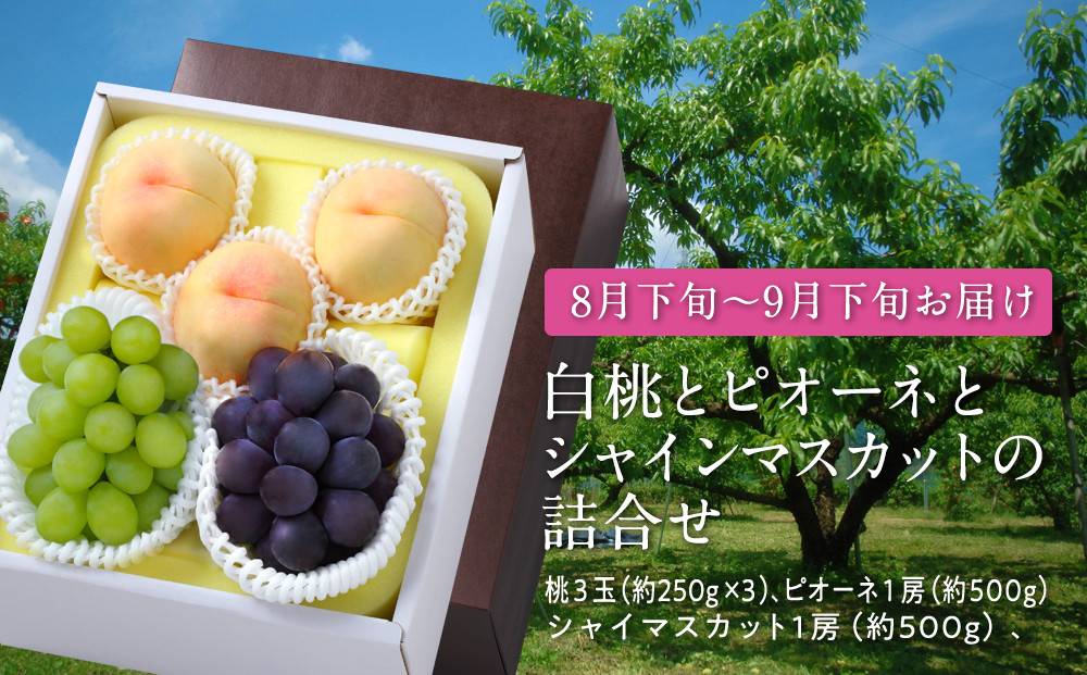 白桃とピオーネとシャインマスカットの詰合せ【数量限定300セット】【白桃&nbsp;もも&nbsp;シャインマスカット&nbsp;シャイン&nbsp;マスカット&nbsp;葡萄&nbsp;ぶどう&nbsp;フルーツ&nbsp;果物&nbsp;セット商品&nbsp;セット&nbsp;数量限定&nbsp;岡山県&nbsp;おすすめ&nbsp;人気&nbsp;新鮮】