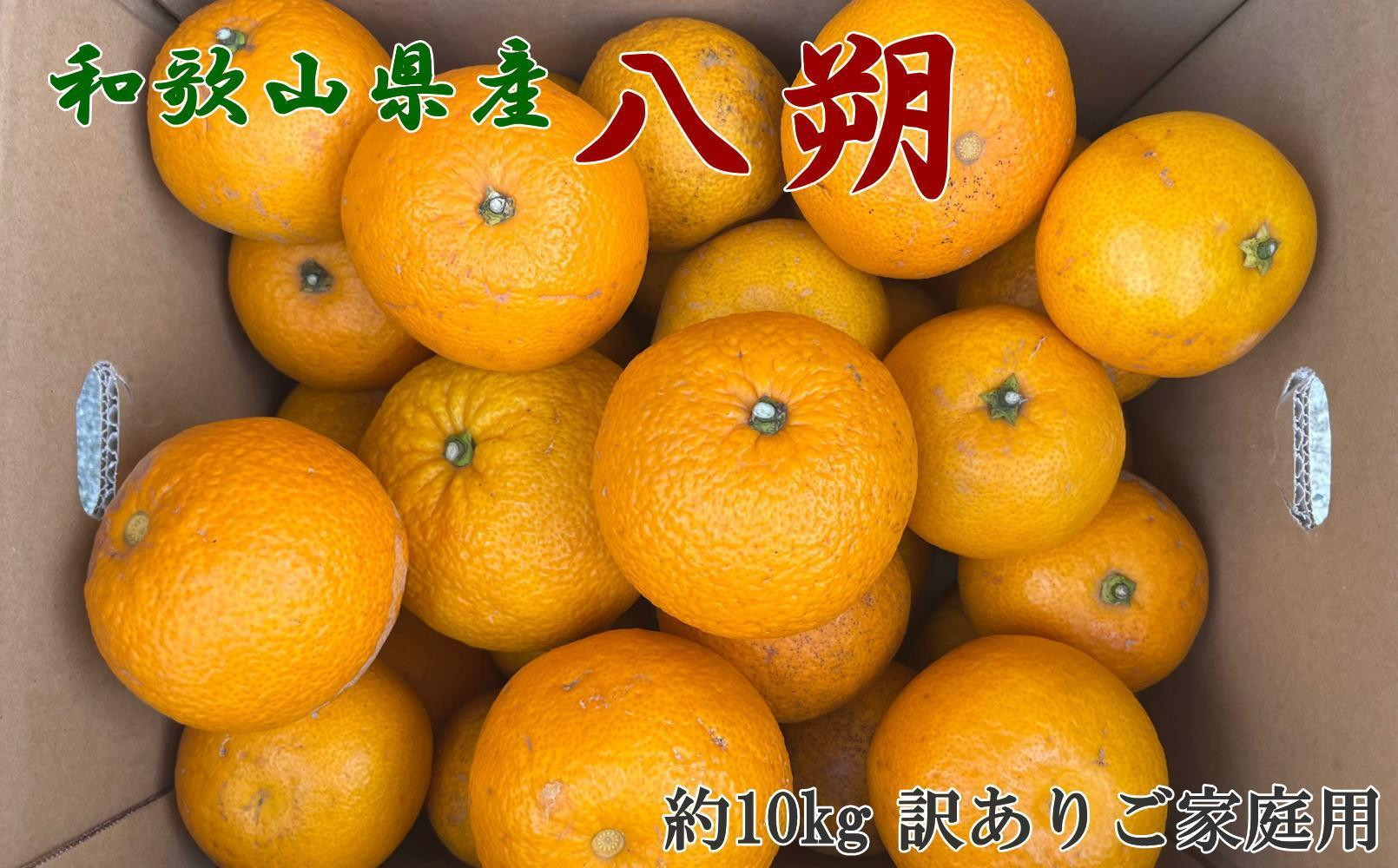 ［手選果&nbsp;訳あり］和歌山&nbsp;由良町産&nbsp;八朔&nbsp;約10kg&nbsp;サイズ混合&nbsp;ご家庭用&nbsp;［TM205］