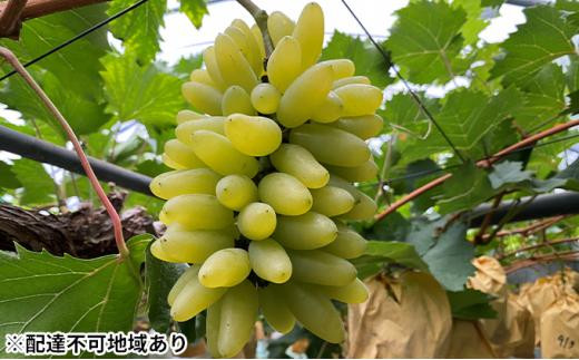 ぶどう 2025年 先行予約 ゴールド フィンガー 6～8房（約3.5kg） ブドウ 葡萄 岡山市産 国産 フルーツ 果物 ギフトタンポポ農園