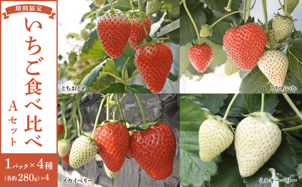 4種のいちご食べ比べ&nbsp;とちおとめ、とちあいか、スカイベリー、ミルキーベリーのAセット＜各約280ｇ＞&nbsp;｜&nbsp;いちご&nbsp;イチゴ&nbsp;苺&nbsp;食べくらべ&nbsp;セット&nbsp;日光いちご園&nbsp;渡辺&nbsp;産地直送&nbsp;産直&nbsp;栃木&nbsp;日光