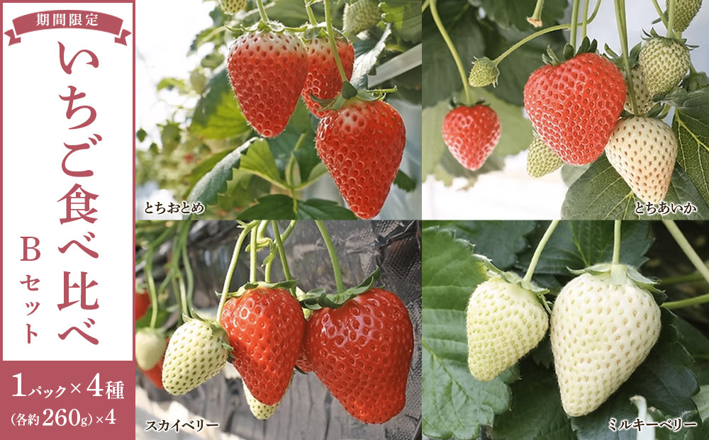 4種のいちご食べ比べ&nbsp;とちおとめ、とちあいか、スカイベリー、ミルキーベリーのBセット＜各約260ｇ＞&nbsp;｜&nbsp;いちご&nbsp;イチゴ&nbsp;苺&nbsp;食べくらべ&nbsp;セット&nbsp;日光いちご園&nbsp;渡辺&nbsp;産地直送&nbsp;産直&nbsp;栃木&nbsp;日光