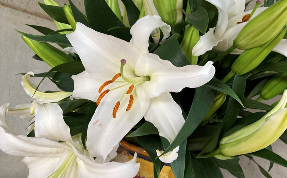 百合・シベリア&nbsp;30輪&nbsp;切り花