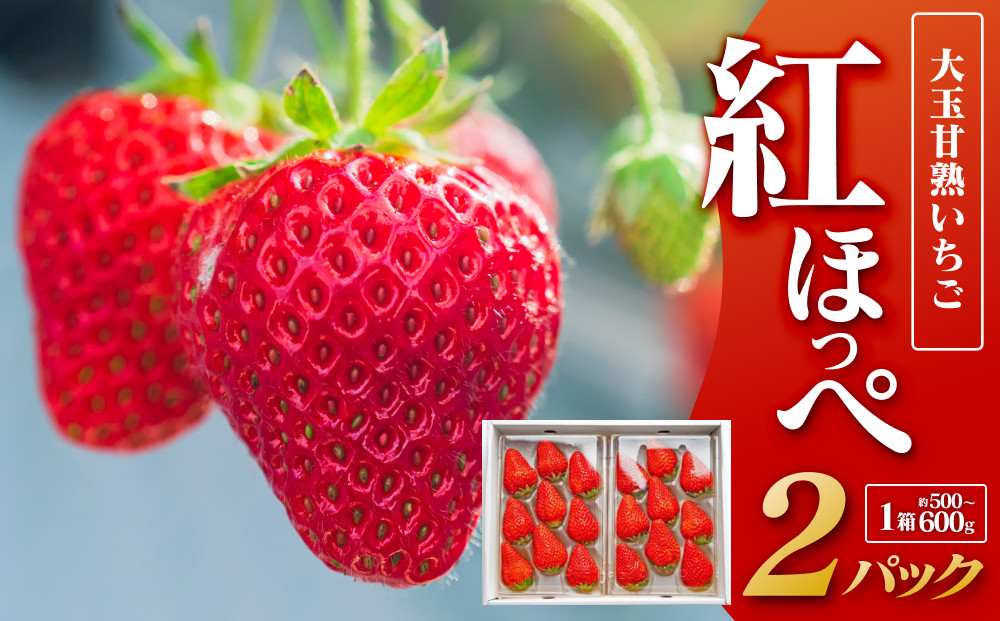 329.大玉甘熟いちご『紅ほっぺ』　※2026年1月中旬頃～2026年3月下旬頃に順次発送予定&nbsp;｜&nbsp;いちご&nbsp;苺&nbsp;フルーツ&nbsp;果物&nbsp;新鮮&nbsp;甘い&nbsp;おすすめ&nbsp;人気&nbsp;プレミアム&nbsp;鳥取県&nbsp;北栄町