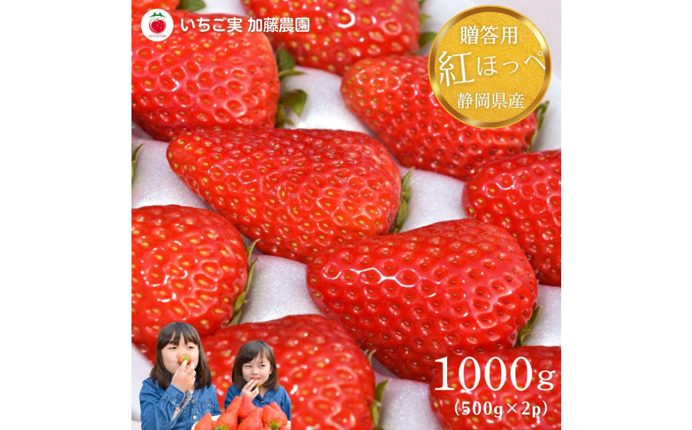 【2026年出荷の先行予約】【贈答用】&nbsp;静岡県産いちご&nbsp;紅ほっぺ&nbsp;500g×2パック（1パック12～15粒）【配送不可：北海道・沖縄・離島】&nbsp;冷蔵配送&nbsp;苺&nbsp;フルーツ◇