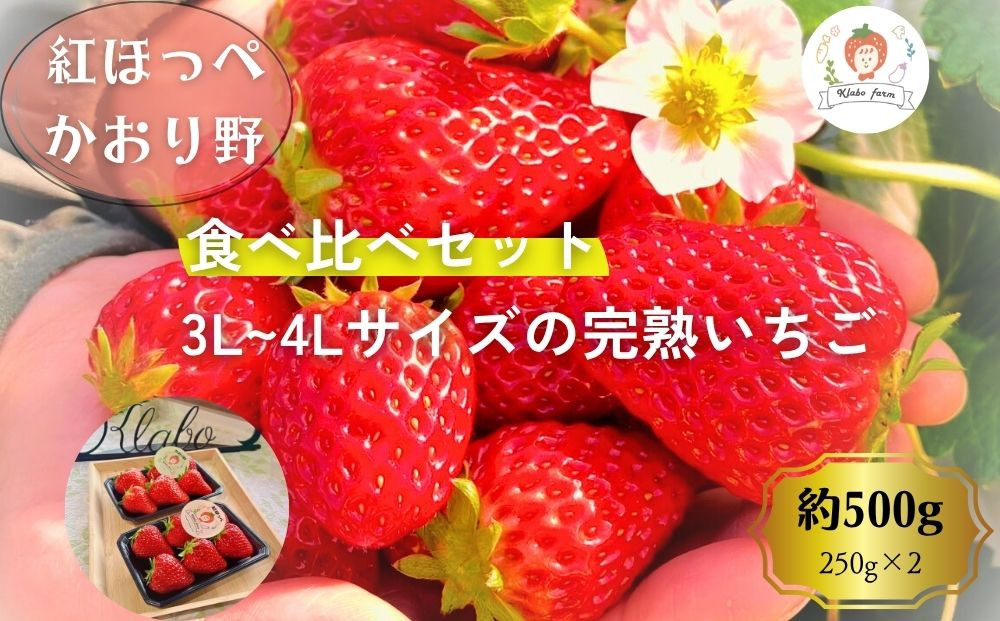 【先行予約・数量限定】【贈答用・3L~4L大粒・食べ比べ】紅ほっぺ＆かおり野セット500g（朝採れ完熟&nbsp;約250g×2P）
