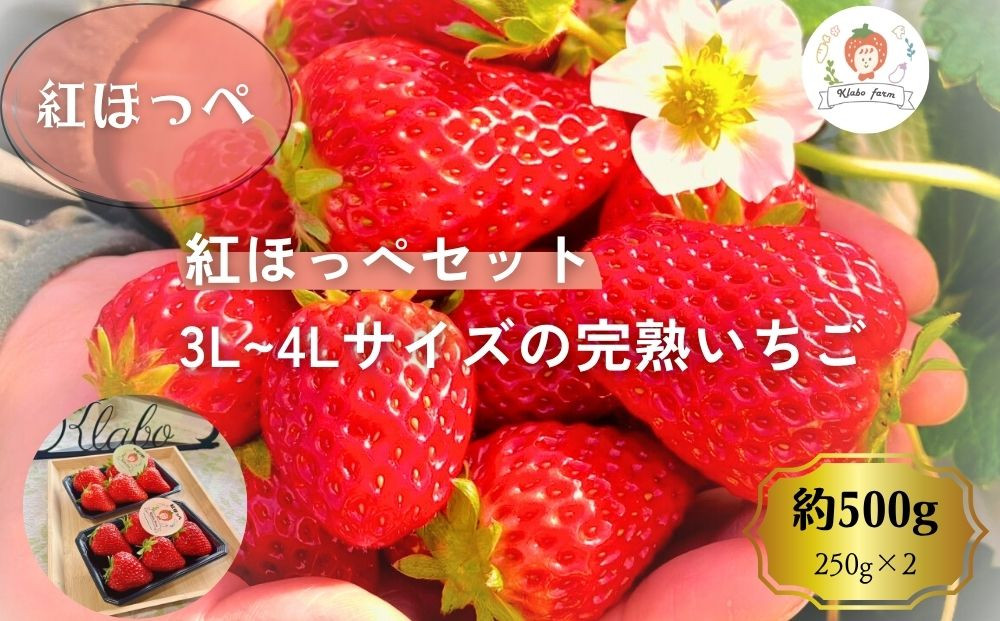 【先行予約・数量限定】【贈答用・3L~4Lサイズ・大粒】紅ほっぺいちご500g（朝採れ完熟&nbsp;約250g×2P）