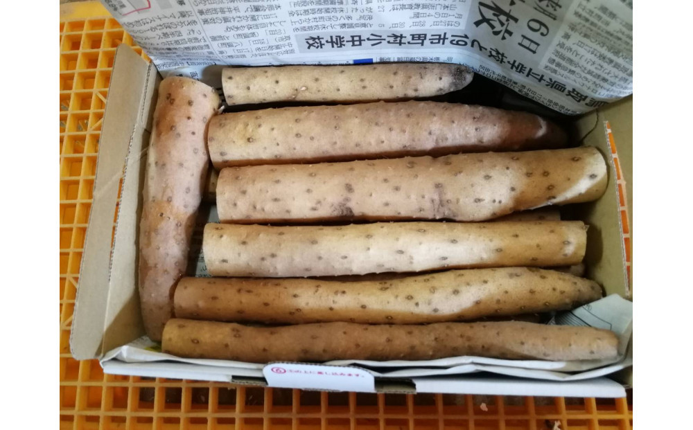 981.【訳あり】砂丘ながいも　1kg《検索用ワード:長芋・とりたて・とろろ・ねばり・山芋》