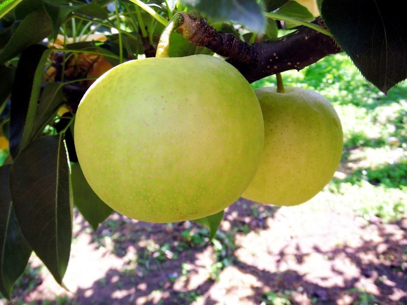 【先行予約】数量限定 鳥取県産梨 二十世紀梨 5kg（12～14玉）