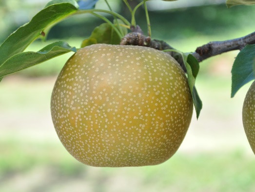 【先行予約】数量限定 鳥取県産梨 秋甘泉（あきかんせん） 5kg（8～12玉）