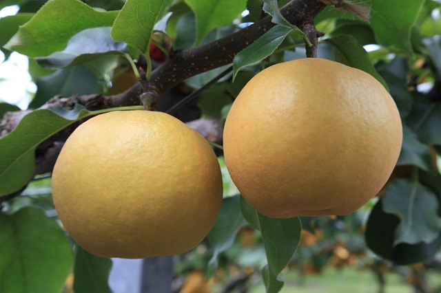【先行予約】数量限定 鳥取県産梨 新興（しんこう） 5kg（10～12玉）