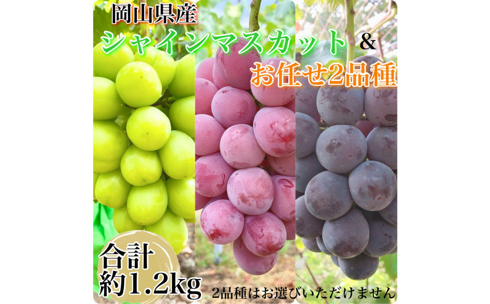 ぶどう&nbsp;2026年&nbsp;農家こだわりのシャインマスカット＆お任せ２品種&nbsp;&nbsp;３房合計約1.2ｋg&nbsp;ブドウ&nbsp;葡萄&nbsp;岡山県産&nbsp;国産&nbsp;フルーツ&nbsp;果物&nbsp;ギフト&nbsp;【&nbsp;Nini&nbsp;farm&nbsp;農家&nbsp;直送&nbsp;】