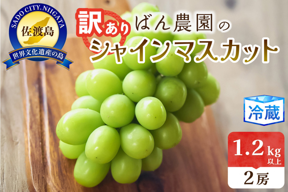 【2026年9月発送】訳ありシャインマスカット2房　1.2kg　佐渡島産