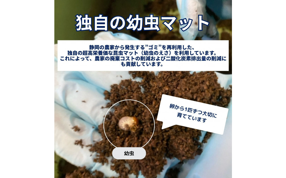 ヘラクレスオオカブト小型オス（100-120mm）【配送不可：北海道・沖縄