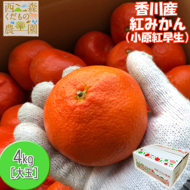『2025年冬先行受付』香川オリジナル品種「紅みかん(小原紅早生)」大玉4kg