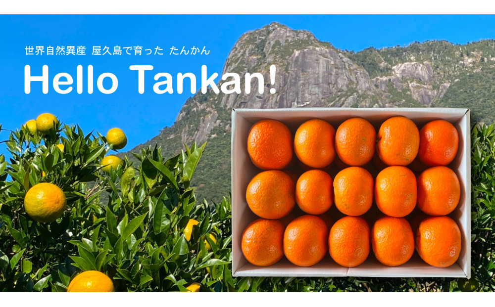 【相良パーティ】『ハローたんかん』屋久島産【M,Lサイズ10kg】