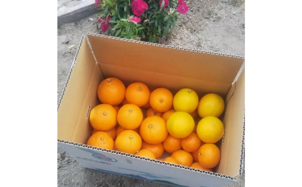 尾道柑橘バラエティーセット&nbsp;15kg