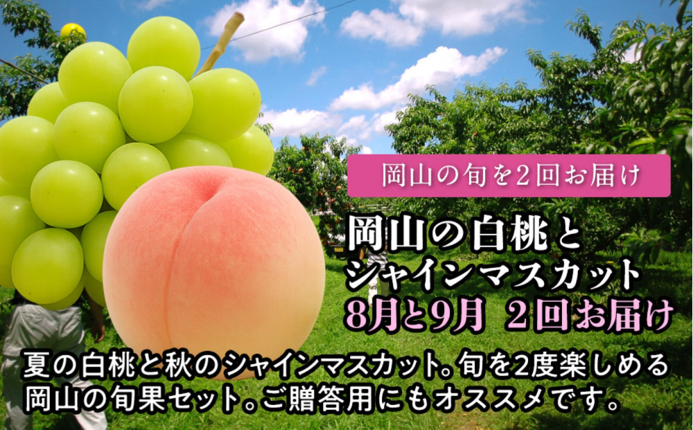 【定期便】&nbsp;岡山の白桃とシャインマスカット　２回お届け（8月・9月）【2026年度発送】