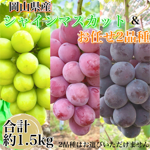 ぶどう&nbsp;2026年&nbsp;農家こだわりのシャインマスカット＆お任せ２品種&nbsp;&nbsp;３房合計約1.5ｋg&nbsp;ブドウ&nbsp;葡萄&nbsp;岡山県産&nbsp;国産&nbsp;フルーツ&nbsp;果物&nbsp;ギフト&nbsp;【&nbsp;Nini&nbsp;farm&nbsp;農家&nbsp;直送&nbsp;】