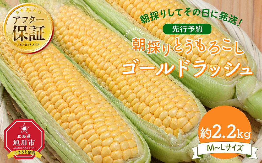 【26年先行予約】朝採り　とうもろこし　ゴールドラッシュ　約2.2kg（M～Lサイズ×&nbsp;6本）（2026年8月中旬から順次発送予定）【&nbsp;人気&nbsp;北海道産&nbsp;糖度&nbsp;生&nbsp;野菜&nbsp;スイートコーン&nbsp;産地直送&nbsp;バーベキュー&nbsp;BBQ&nbsp;コーン&nbsp;旬&nbsp;お取り寄せ&nbsp;旭川市&nbsp;北海道&nbsp;】_05229
