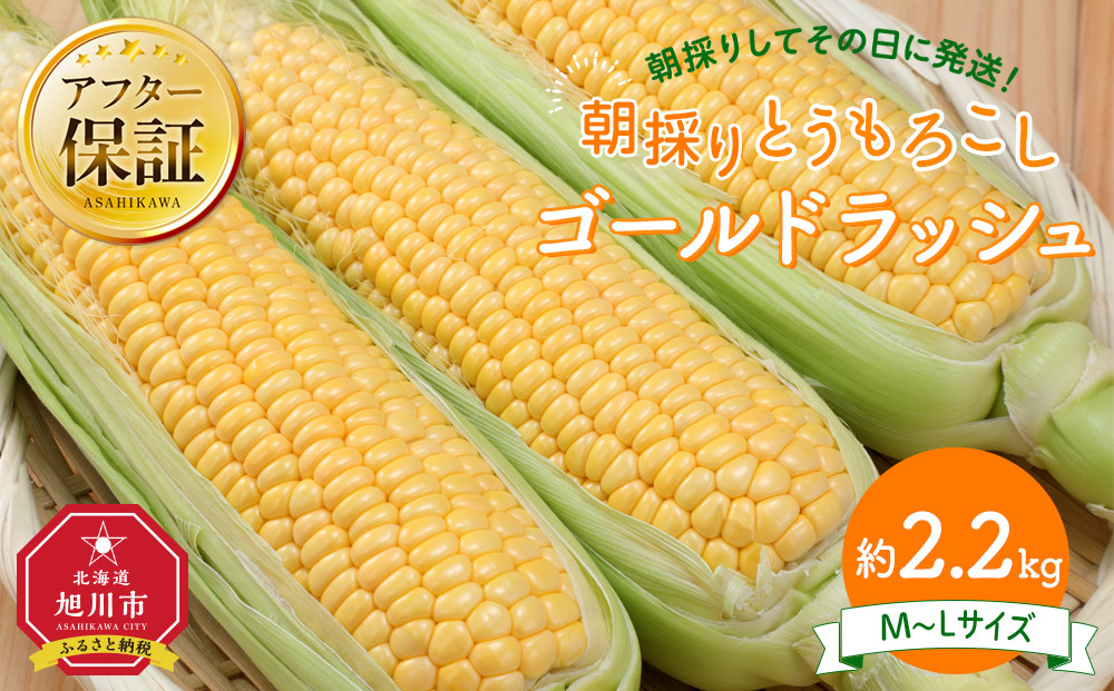 【26年先行予約】朝採り　とうもろこし　ゴールドラッシュ　約2.2kg（M～Lサイズ×&nbsp;6本）（2026年8月中旬から順次発送予定）【&nbsp;人気&nbsp;北海道産&nbsp;糖度&nbsp;生&nbsp;野菜&nbsp;スイートコーン&nbsp;産地直送&nbsp;バーベキュー&nbsp;BBQ&nbsp;コーン&nbsp;旬&nbsp;お取り寄せ&nbsp;旭川市&nbsp;北海道&nbsp;】_05229