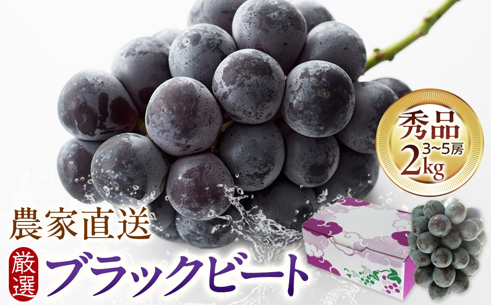 ブラックビート&nbsp;2kg箱（3～5房）農家直送&nbsp;厳選&nbsp;持田農園&nbsp;2026年8月中旬以降発送【ブラックビート&nbsp;葡萄&nbsp;ぶどう&nbsp;ブドウ&nbsp;果物&nbsp;くだもの&nbsp;フルーツ&nbsp;島根県&nbsp;出雲市&nbsp;おすすめ&nbsp;人気】