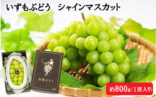 【2026年8月中旬以降発送】いずもぶどう　シャインマスカット(800ｇ見当)