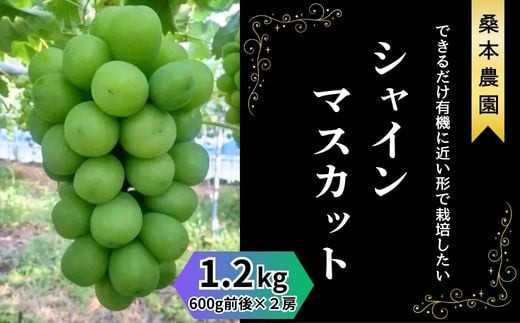 「できるだけ有機に近い形で栽培したい」 桑本農園のシャインマスカット　1.2kg（600g前後×2房）