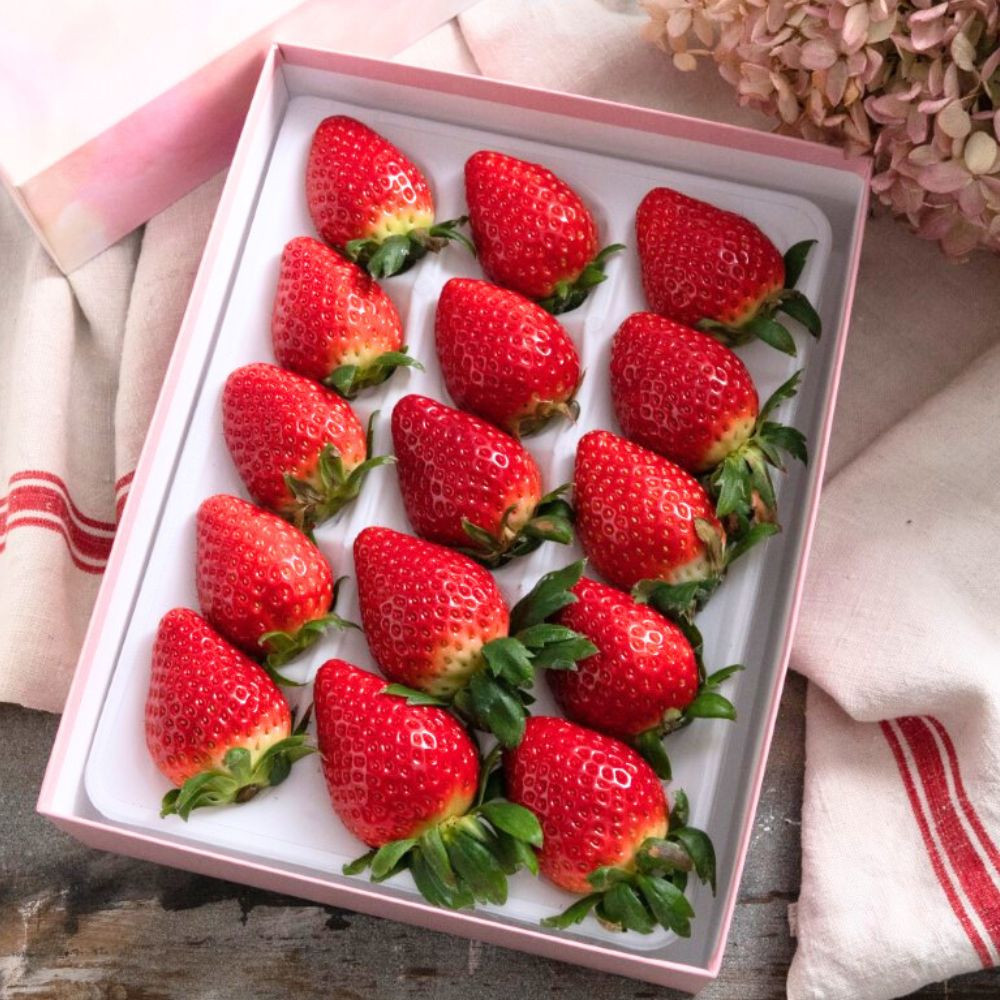 【先行予約】【ギフトBOX入り】大粒静岡いちご ギフトボックス入り（すず／おいCベリー 約500g・農園厳選） 冷蔵 苺 フルーツ◇