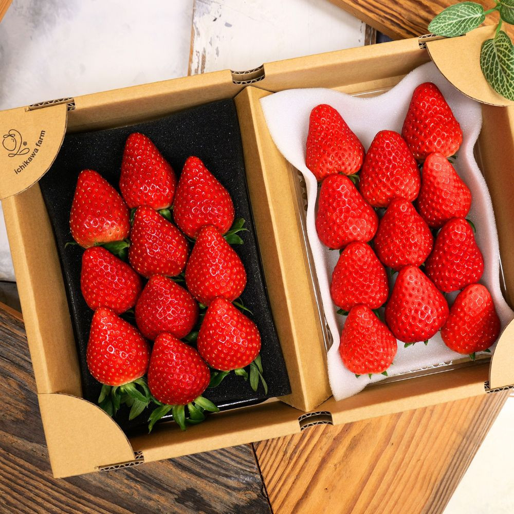 【先行予約】ふるさと納税限定 静岡いちご 食べ比べセット（すず＆おいCベリー／500g以上）冷蔵 苺 フルーツ◇