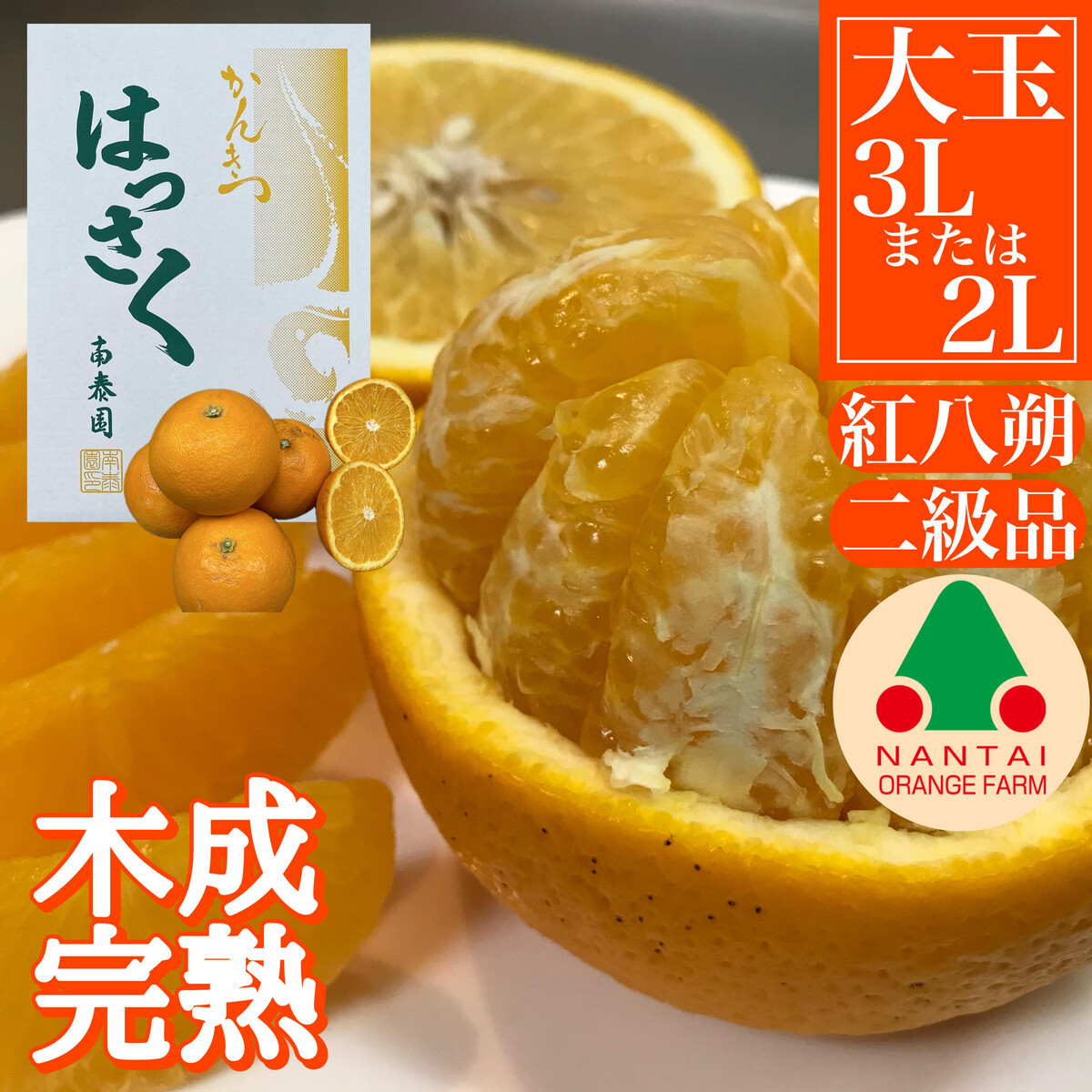 ちょっと&nbsp;傷あり&nbsp;木成完熟&nbsp;紅はっさく&nbsp;3L&nbsp;×&nbsp;6玉&nbsp;または&nbsp;2L&nbsp;×&nbsp;7玉&nbsp;サイズ&nbsp;化粧箱【2026年4月上旬～発送】