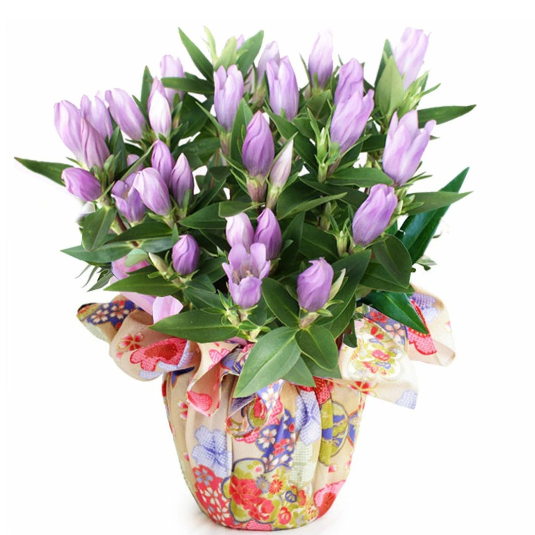 《敬老の日》 リンドウ鉢　ピンク＜出荷開始：9/8～9/15までのお届け 当店おまかせ＞【 花 お祝い お礼 贈り物 メッセージカード 祖母 祖父 ギフト プレゼント 送料無料 ふるさと納税 門真市】