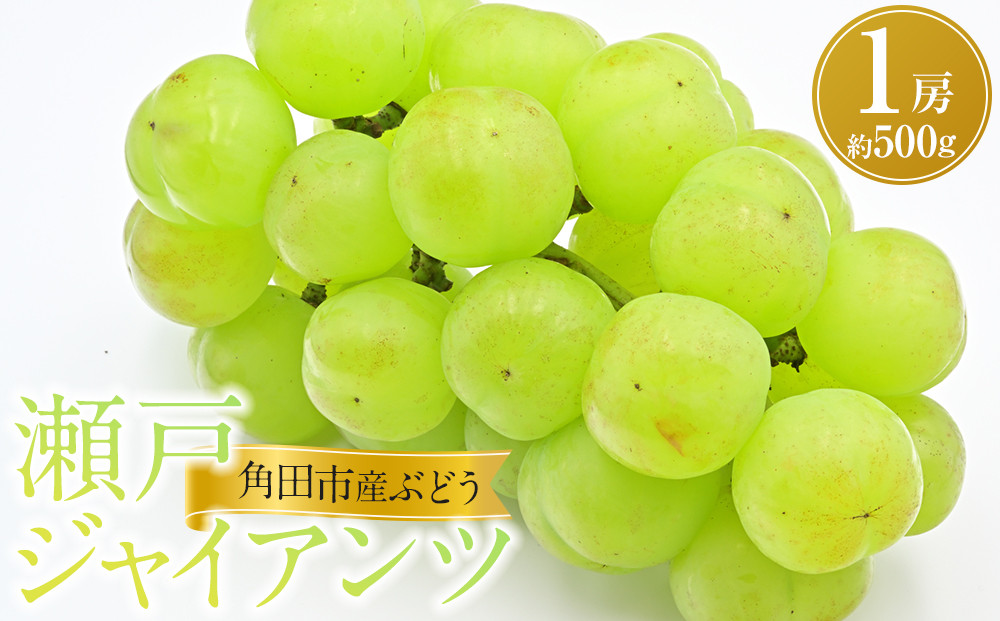 【先行予約】角田市産ぶどう【瀬戸ジャイアンツ】1房（約500g）【2026年9月末より順次発送】