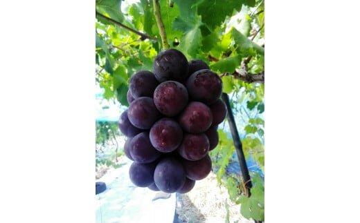 【ポイント交換専用】262.ブラックオリンピア（種なし）2kg前後 ◇※2025年8月中旬頃より順次発送予定