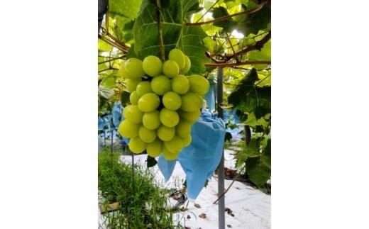 【ポイント交換専用】267.シャインマスカット（種なし）2kg前後（山本農園）　※2026年8月下旬～9月中旬頃に順次発送予定